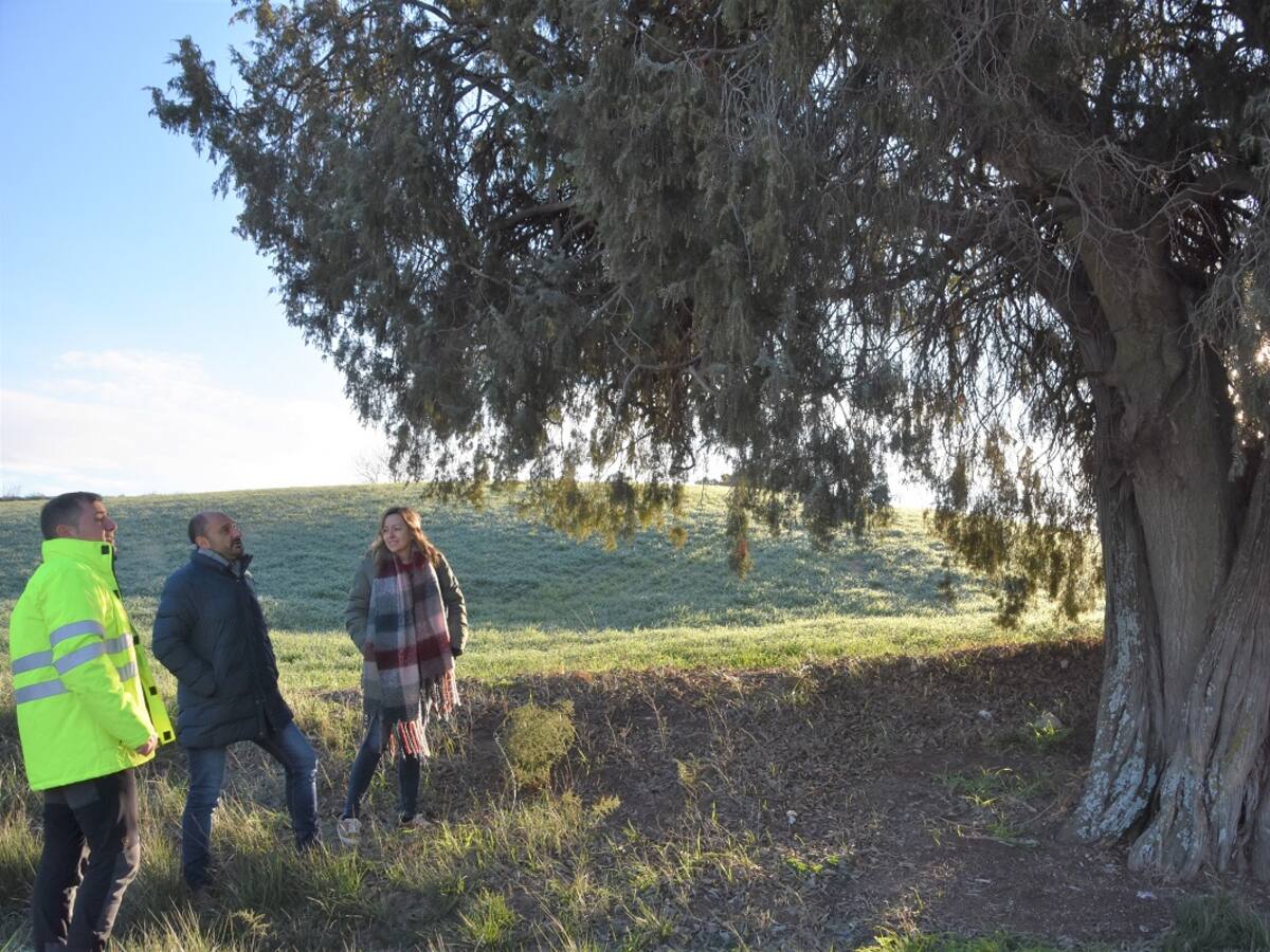 Declarado árbol singular el Enebro-Litonero de Morcate en Barbastro