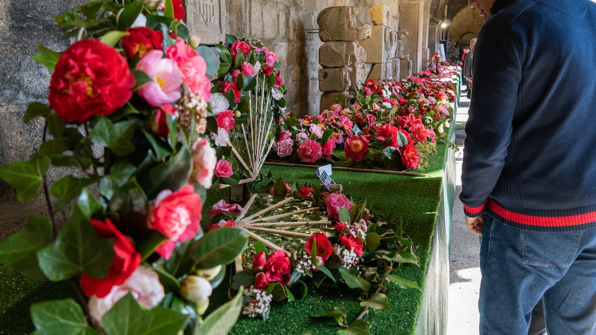El Claustro de la Catedral de Tui se viste de gala para la XI Mostra da Camelia
