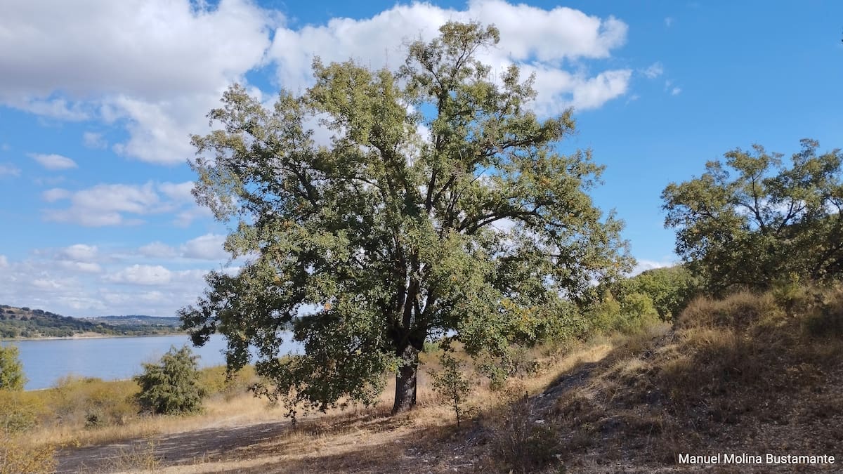 Nuestra Naturaleza: Los Quercus, los gigantes discretos de nuestros bosques