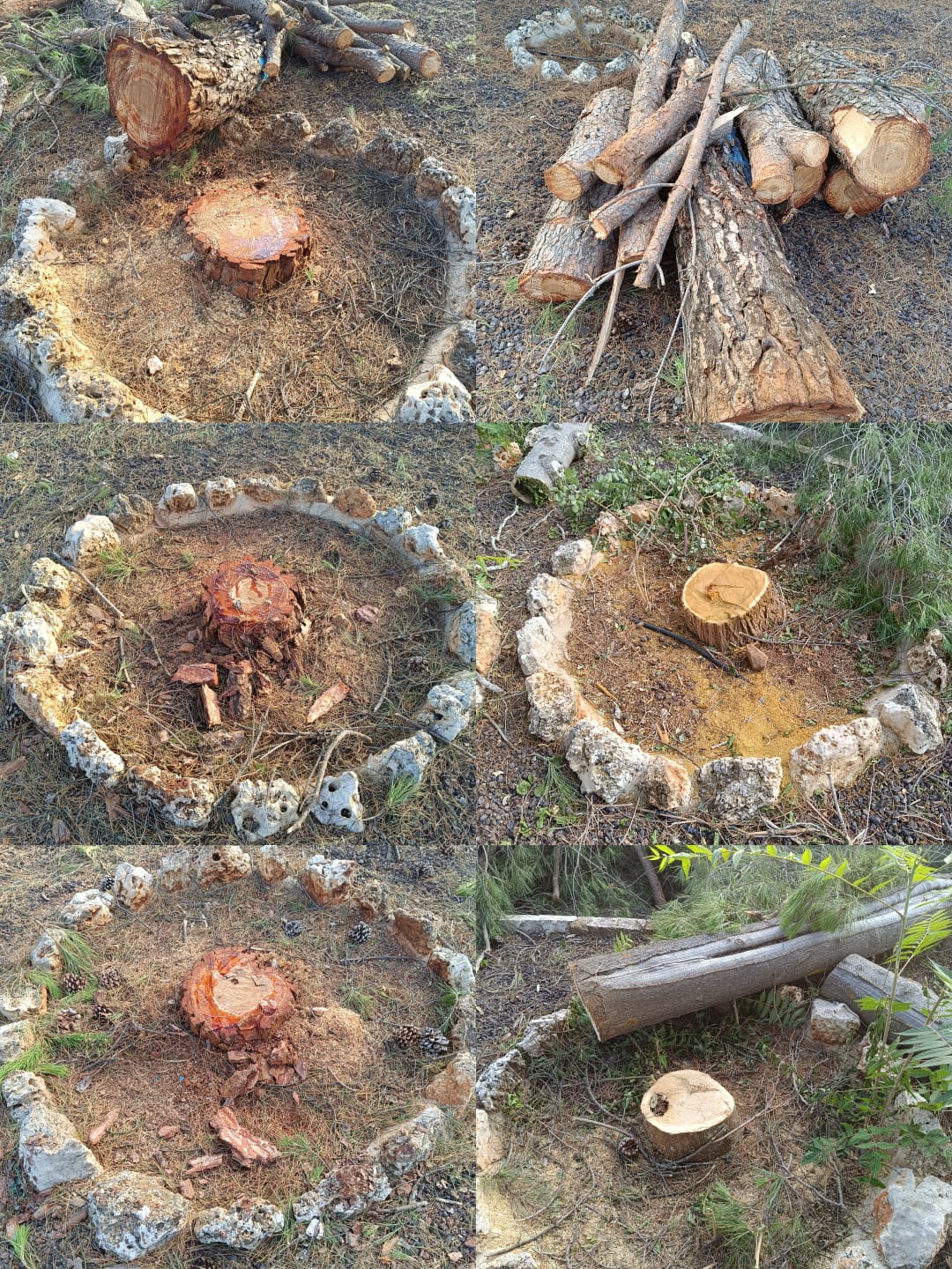 Algunos de los árboles que han sido talados en Villalba de Cva