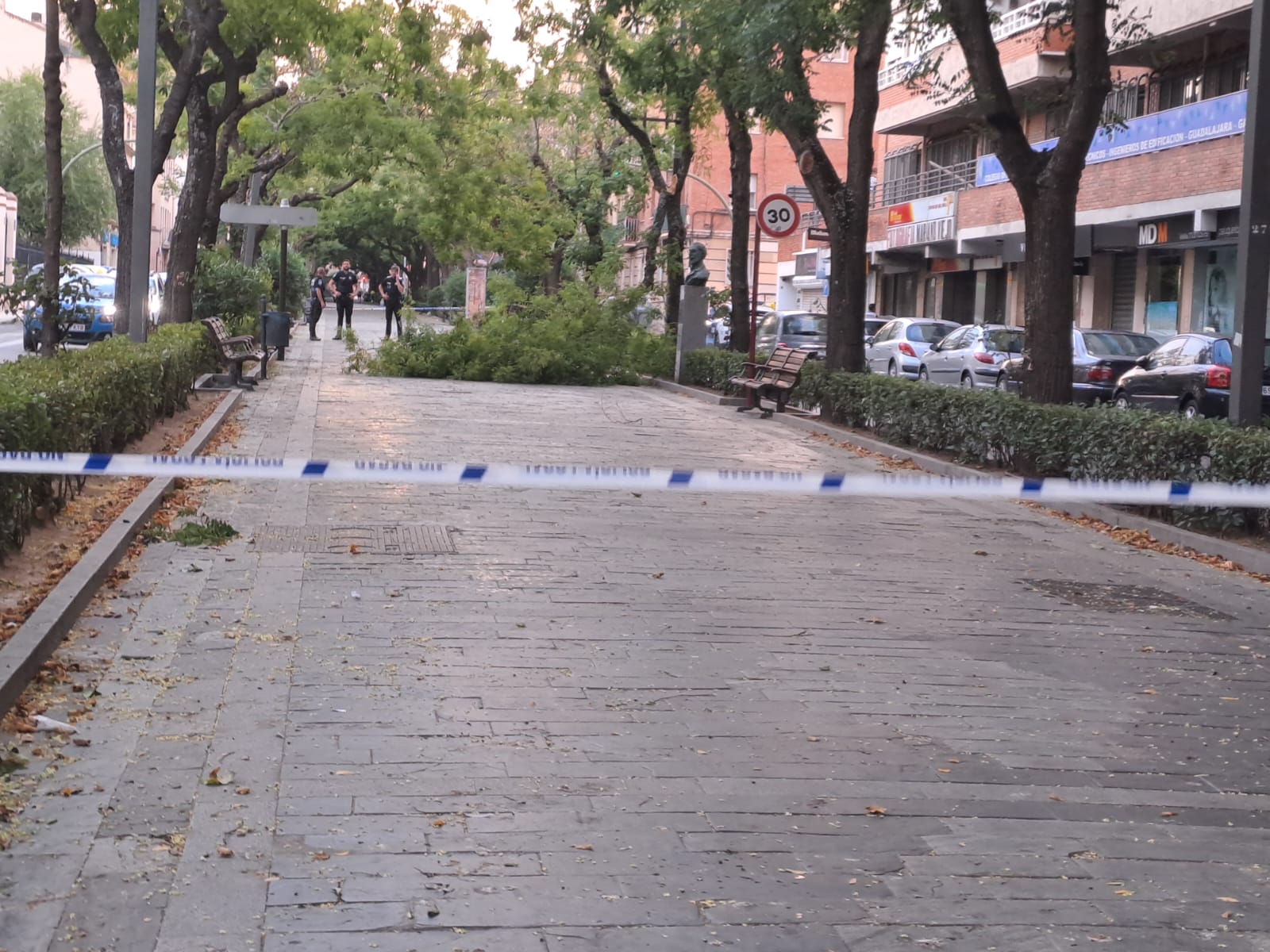 Árbol caído en el &#039;Paseo de las Cruces&#039;