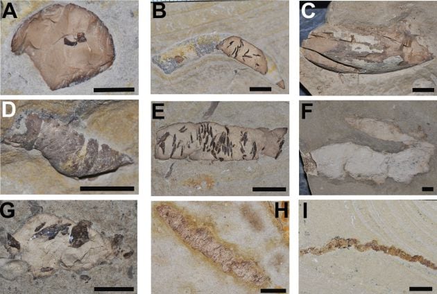 En las figuras D y F tenemos coprolitos aparentemente sin restos, pero que con este estudio se demostró que en el interior contienen restos muy pequeños (productores de coprolitos con gran eficiencia digestiva). Figura A y G: Coprolitos con restos óseos no identificados. Figuras B y E: Coprolitos con escamas. Figuras H e I: coprolitos con cutícula de decápodo. Figura C: Coprolitos sin restos, probablemente de cocodrilo.