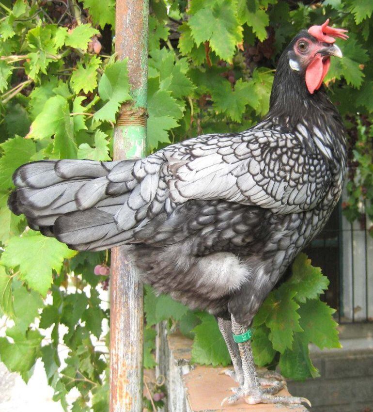 Gallina Andaluza Azul, una de las epecies autóctonas recuperadas por la Diputación