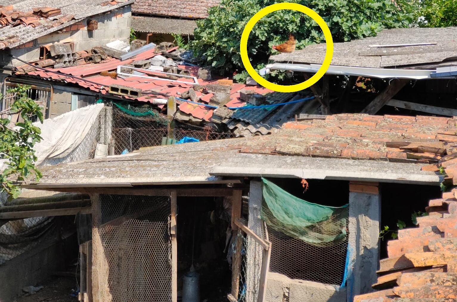 La gallina había llegado al tejado.