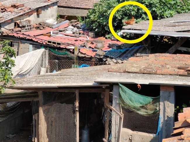 La gallina había llegado al tejado.