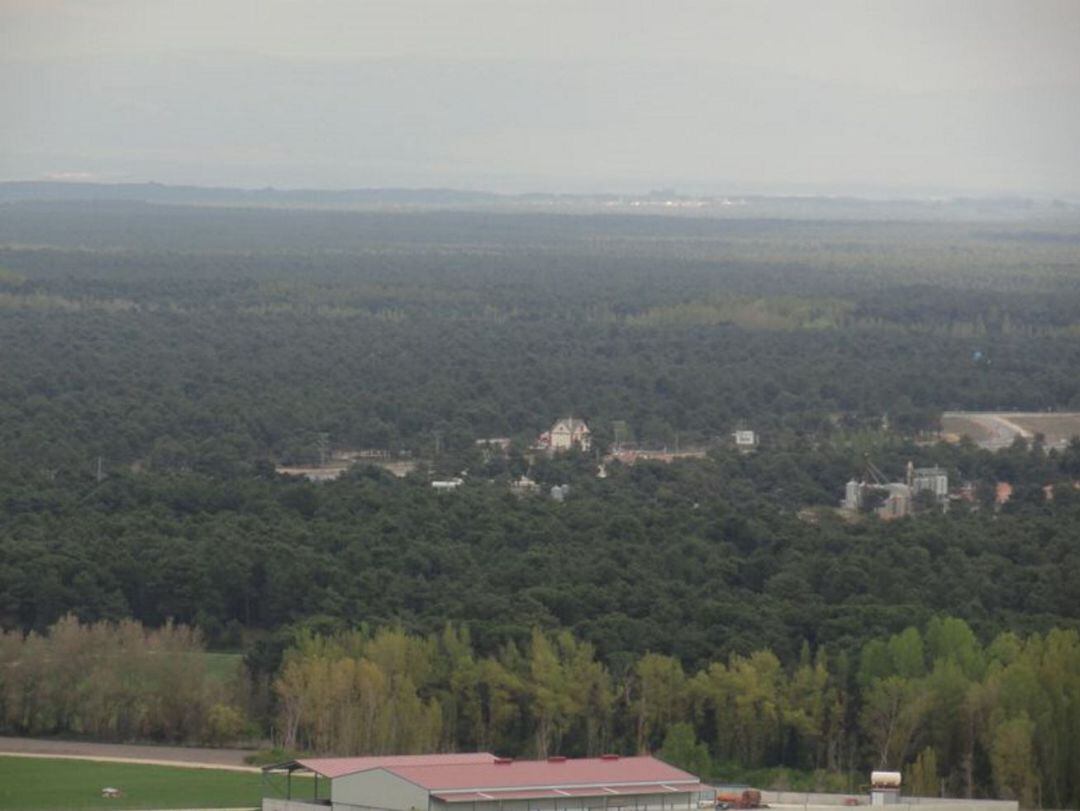 Masa de pinares en la comarca de Cuéllar