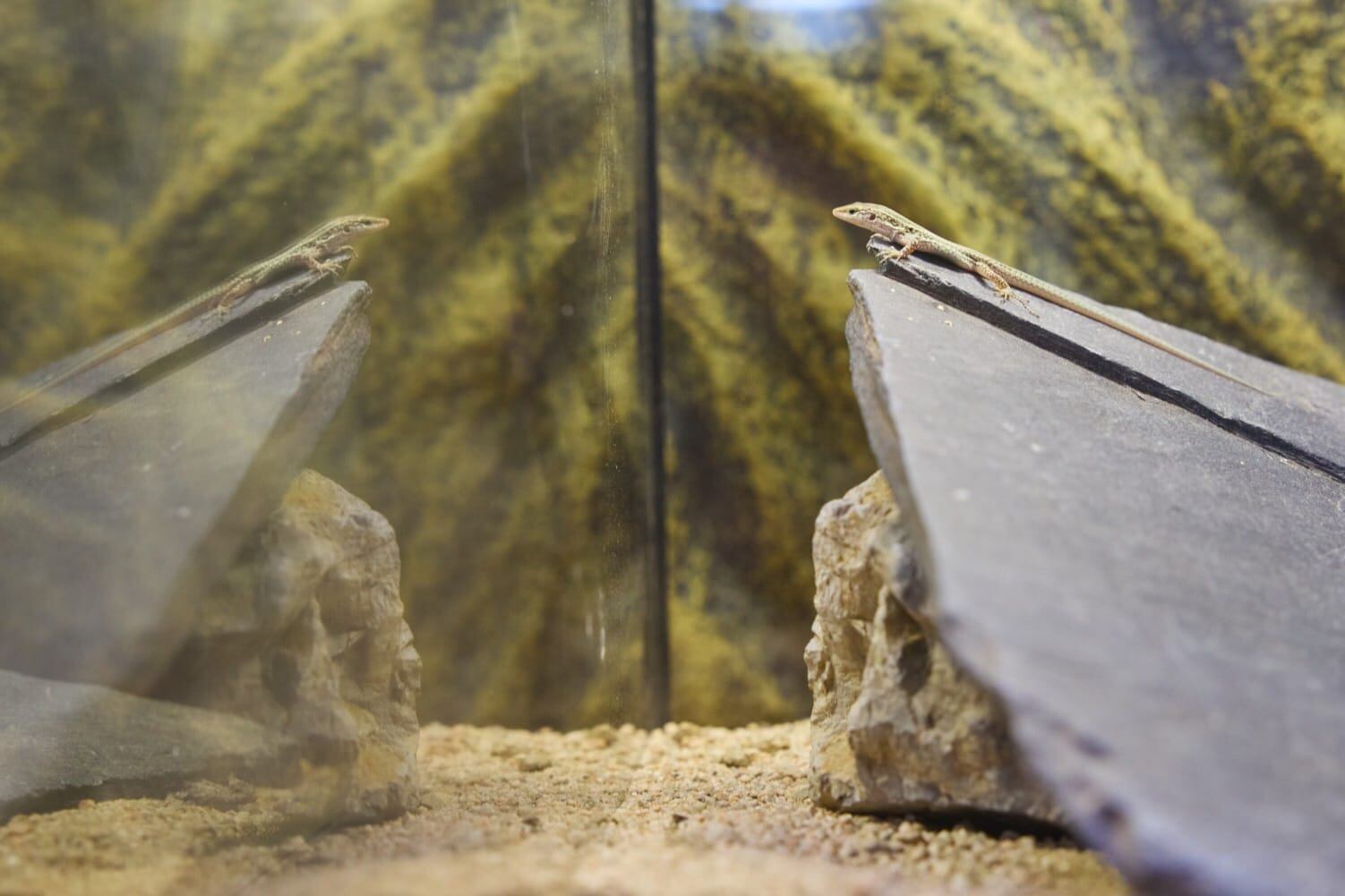 Imagen de uno de los ejemplares