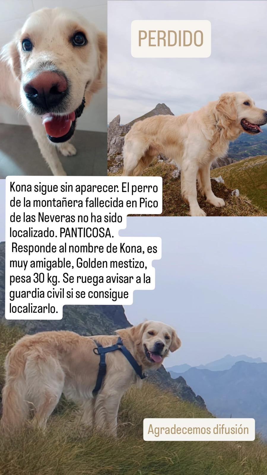 Imagen del perro difundida en redes sociales