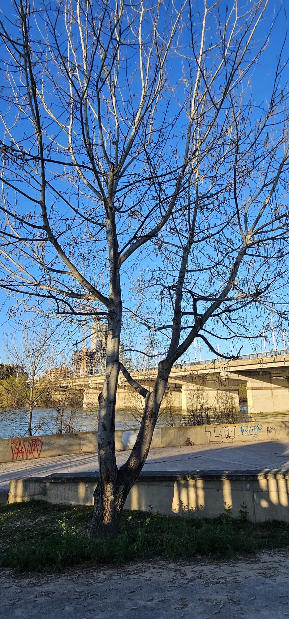 Árbol en la ribera. Mª Luz