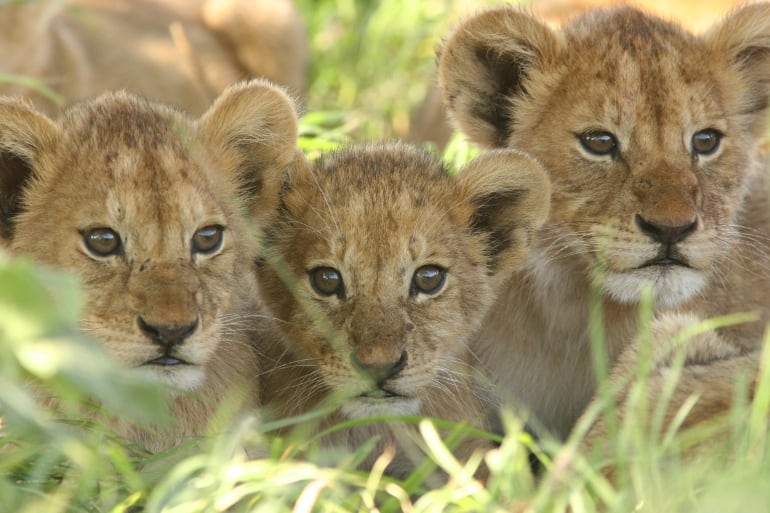 Un zoo sueco admite haber sacrificado 9 cachorros de león por falta de espacio