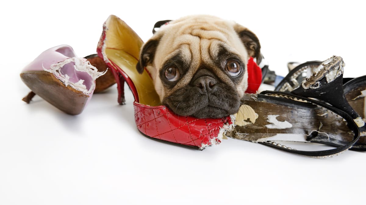 Mercedes Sánchez. Veterinaria