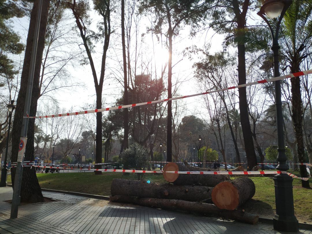 La tala de pinos en Vallellano se ha desarrollado durante esta pasada semana.