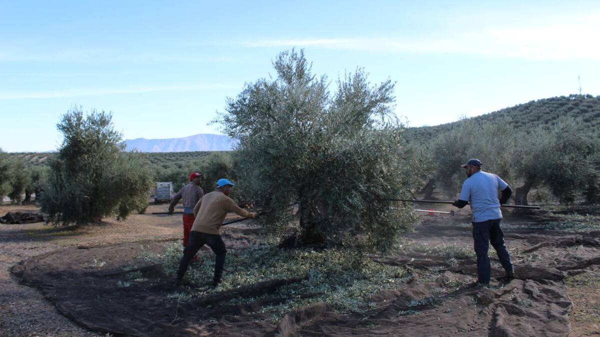 El bajo rendimiento lastra una buena campaña de aceituna en Sierra Mágina