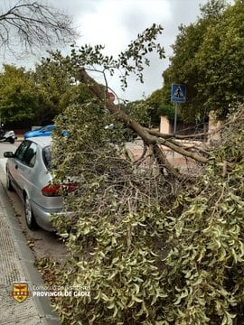 Un árbol se ha desplomado sobre un vehículo en una calle de Jerez