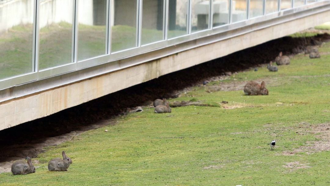 Imagen de archivo. Plaga de conejos en la zona de Almenara-Puras