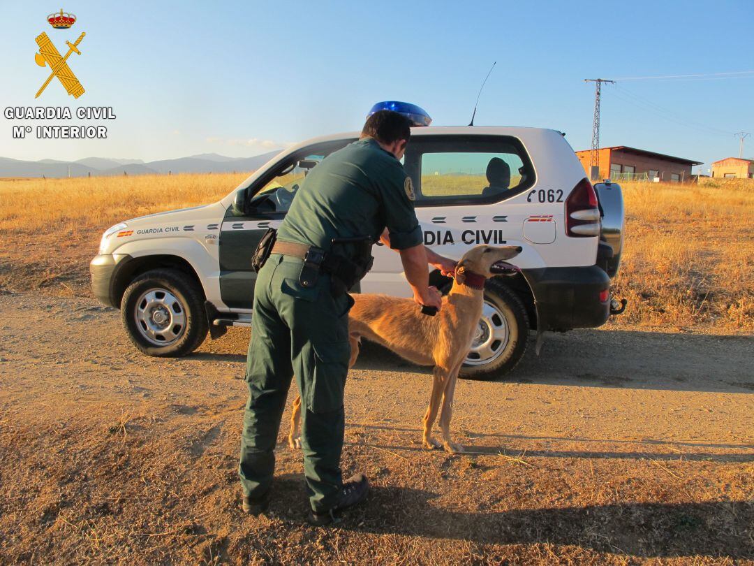 La Guardia Civil de Segovia investiga a cuatro personas por caza furtiva de liebres con galgos