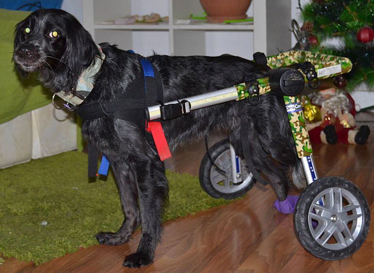 Rasta, la perra que se recupera de las heridas sufridas