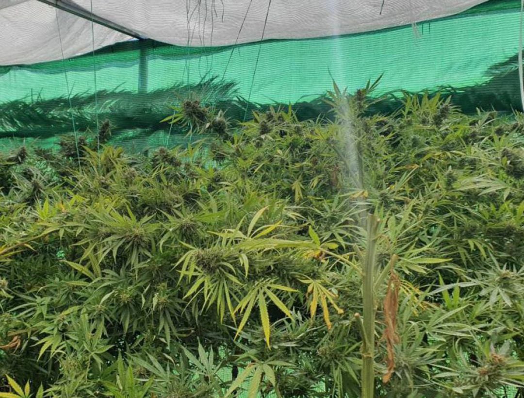 Plantación de marihuana