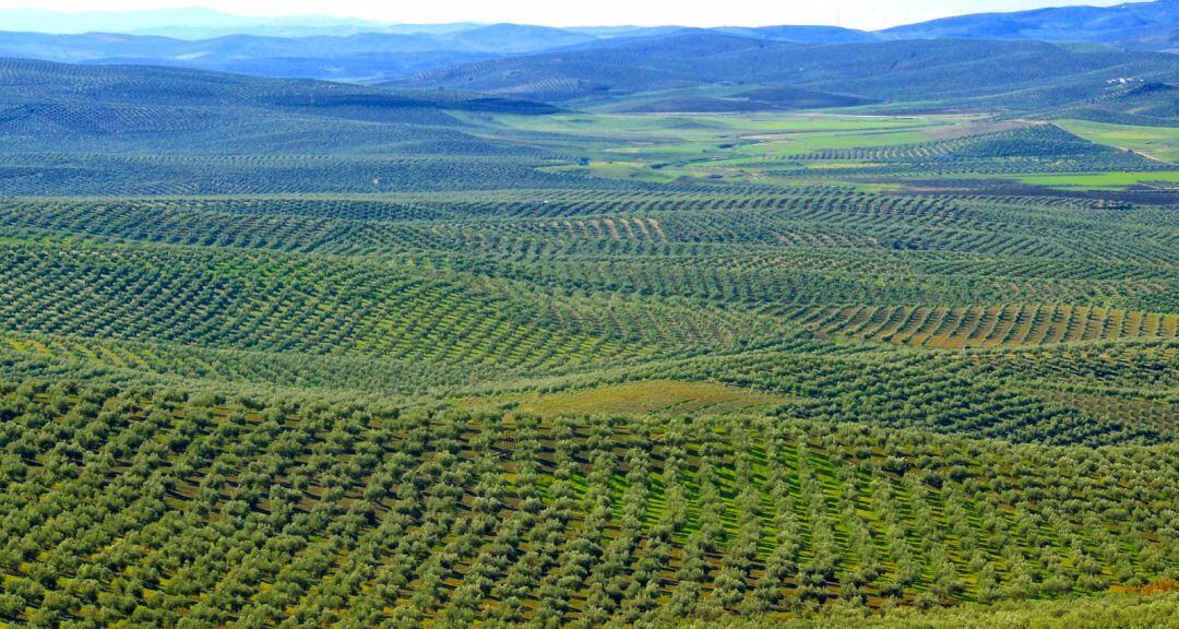 Panorámica de olivar jiennense.