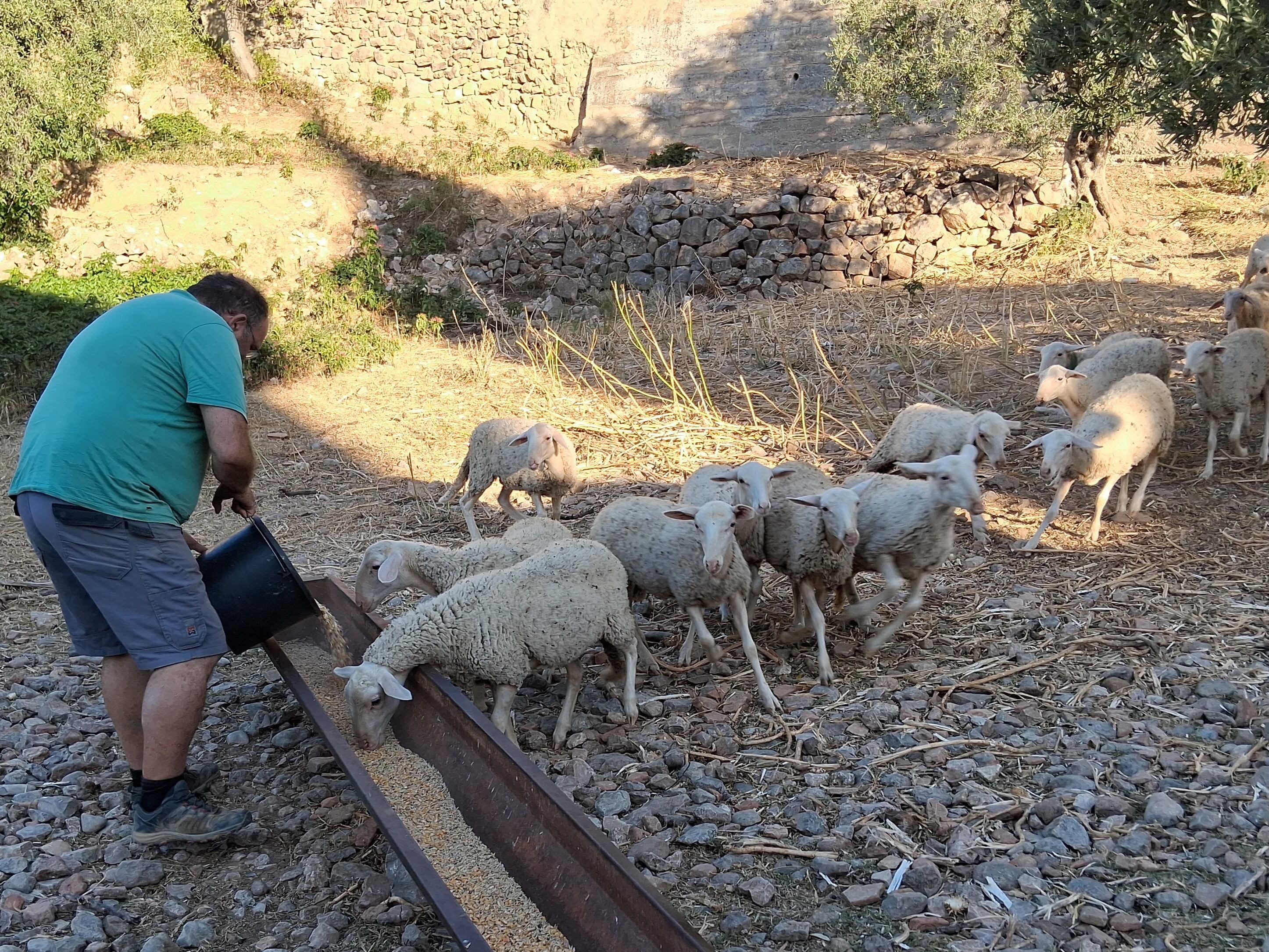 Alquézar. Aporte de pienso.
