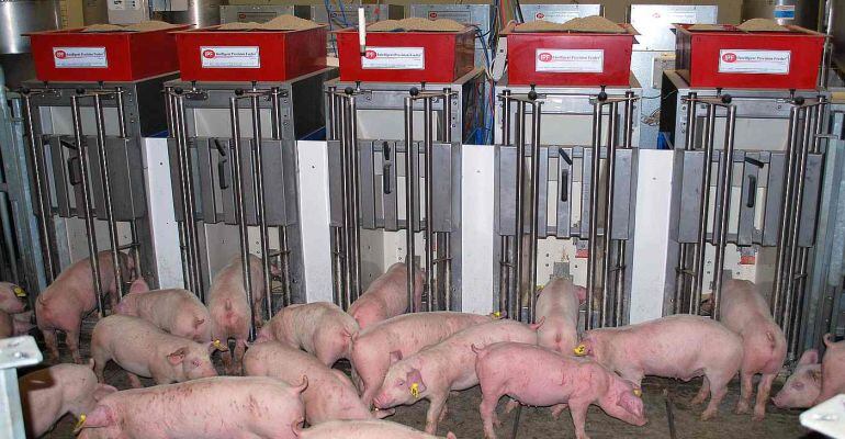 Comercialitzaran un robot de la UdL per a granges de porcí, Gràcies al contracte de llicència de tecnologia signat amb l'empresa EXAFAN SA