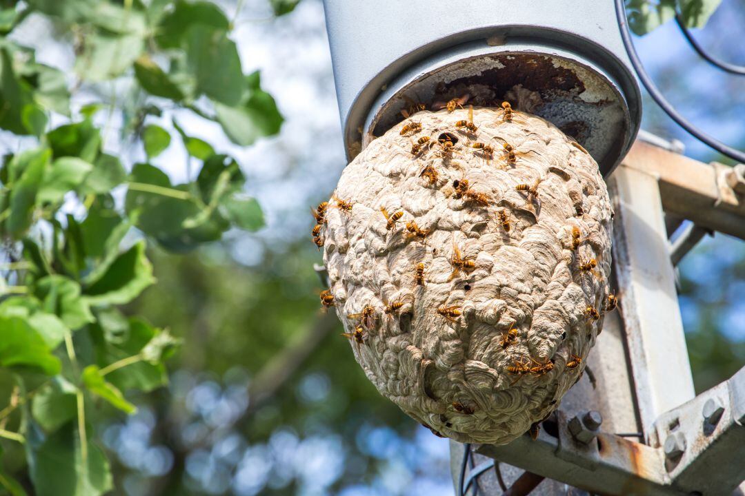 Las avispas asiáticas crean sus nidos también en zonas urbanas.