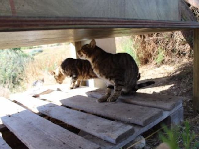 En esta colonia habrán alrededor de 15 ejemplares