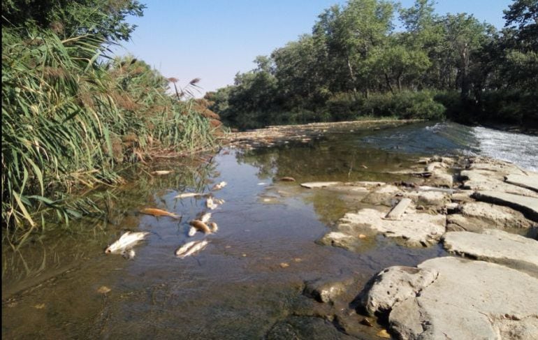 Peces muertos en el río Henares