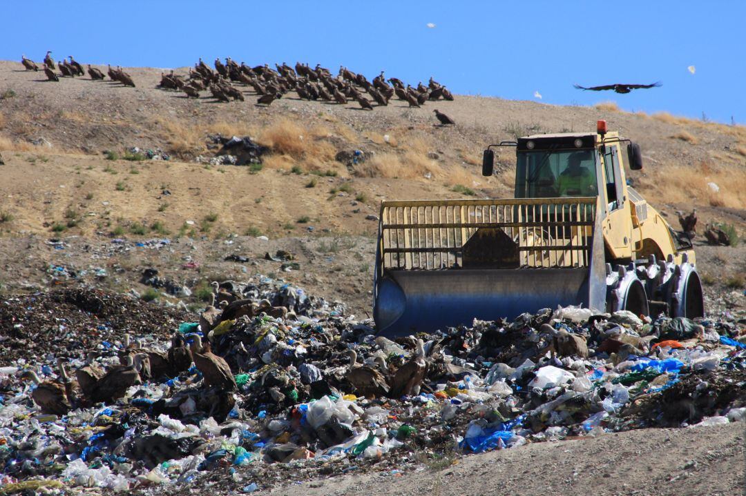 Es frecuente ver a los buitres entre los restos de basura en el CTR