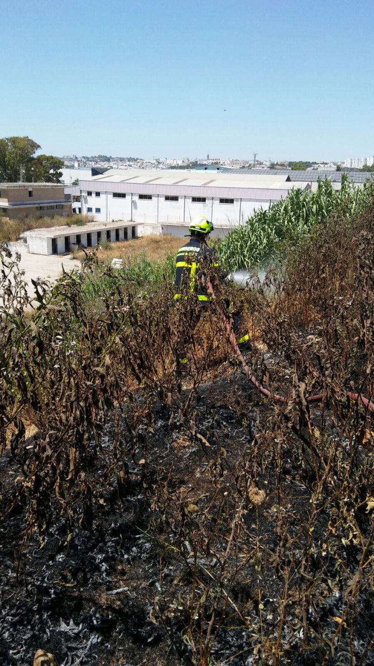 Imagen de los pastos que ardieron en el incendio