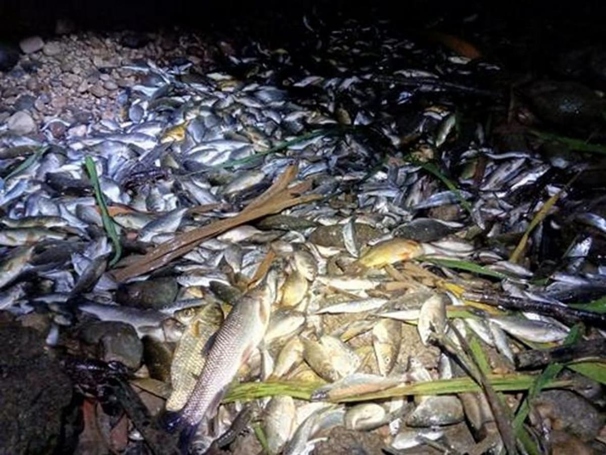 La Madrilla de Potries presenta una serie de propuestas para salvar el río Serpis