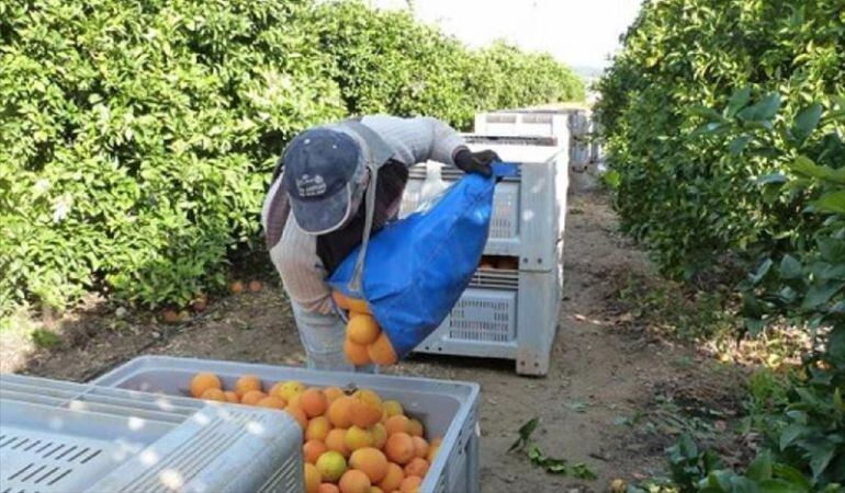 La Generalitat perseguirá y sancionará los contratos irregulares en el campo