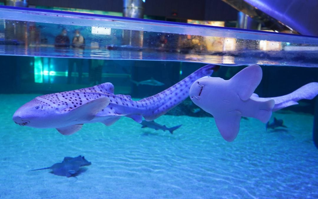 Los dos tiburones cebra que se han incorporado recientemente al Oceanogràfic