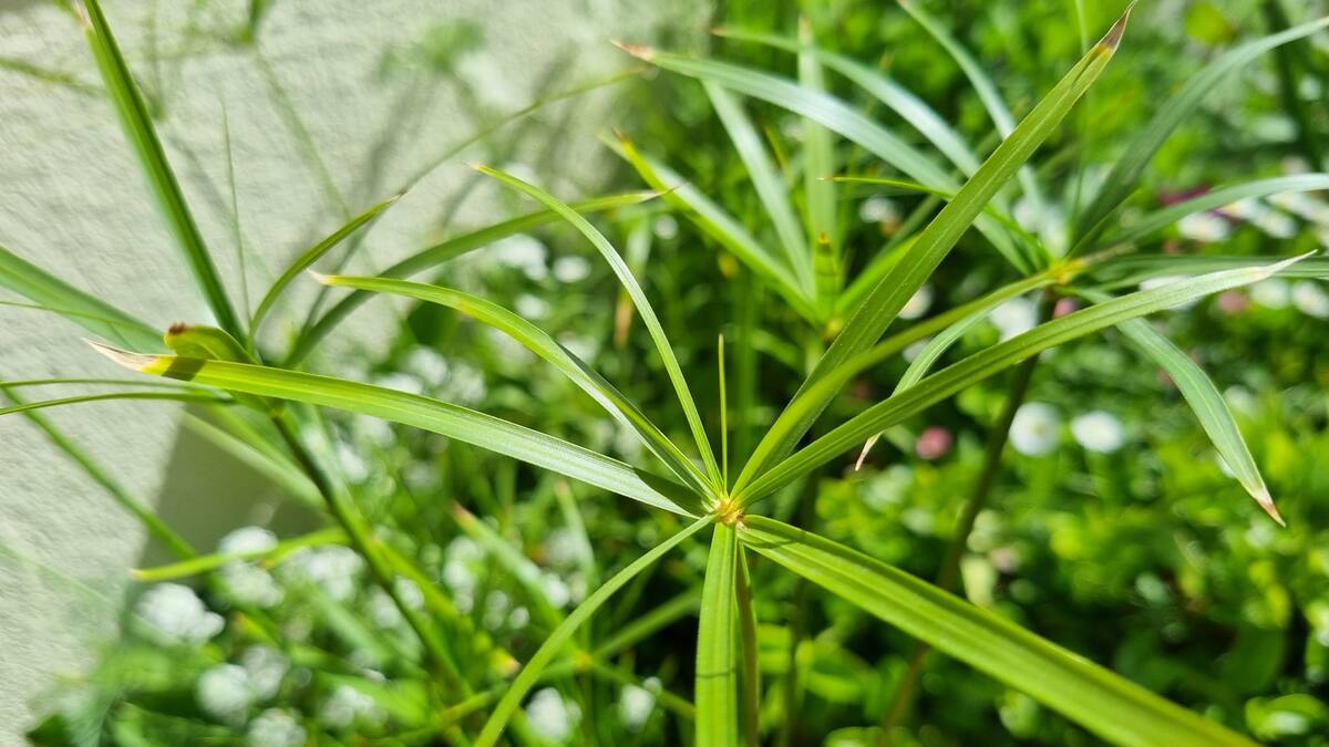 Entrevista a Ana Asunción Fernández, presidenta de la Asociación ACOM, que regalarán dos mil plantas en Sanse por el Día del Medio Ambiente