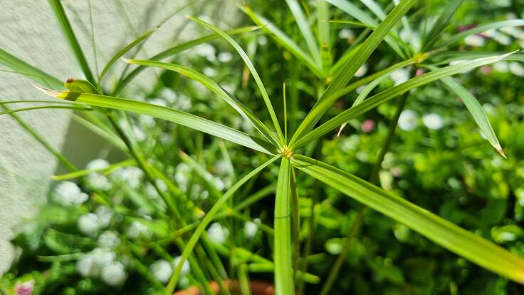 Entrevista a Ana Asunción Fernández, presidenta de la Asociación ACOM, que regalarán dos mil plantas en Sanse por el Día del Medio Ambiente