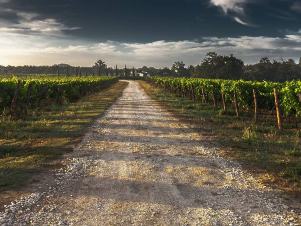 Proyecto VINIoT: la innovación en el viñedo