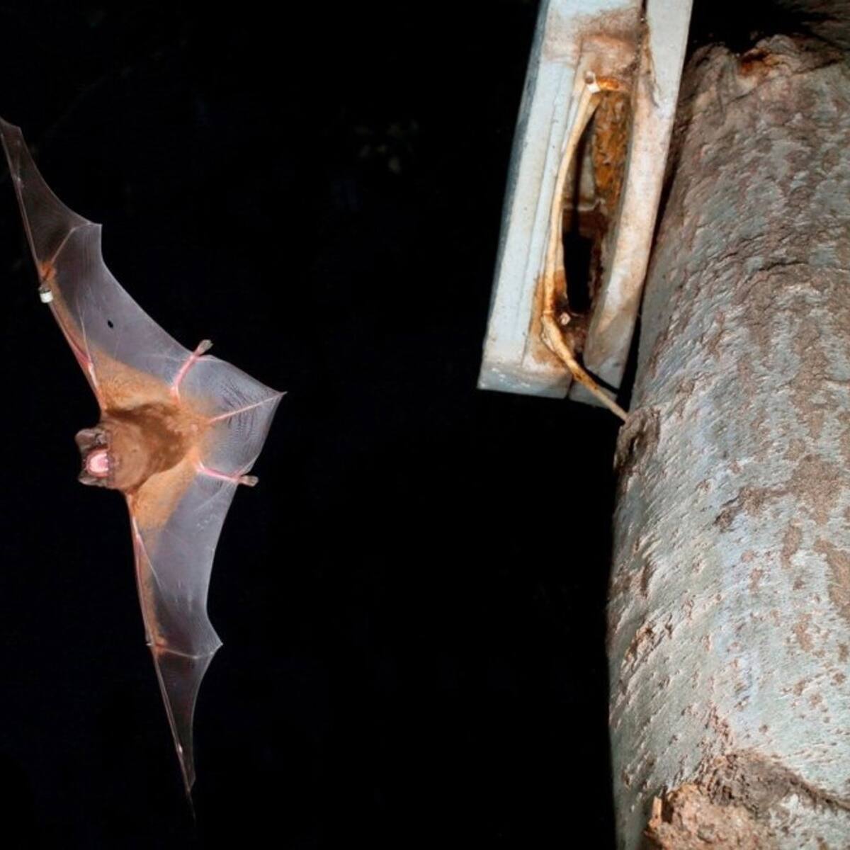 La ‘Mochila de Actividades’ invita a descubrir Calblanque, Sierra Espuña y el mundo de los murciélagos