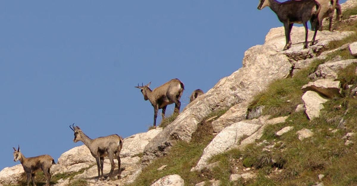Isards a la muntanya