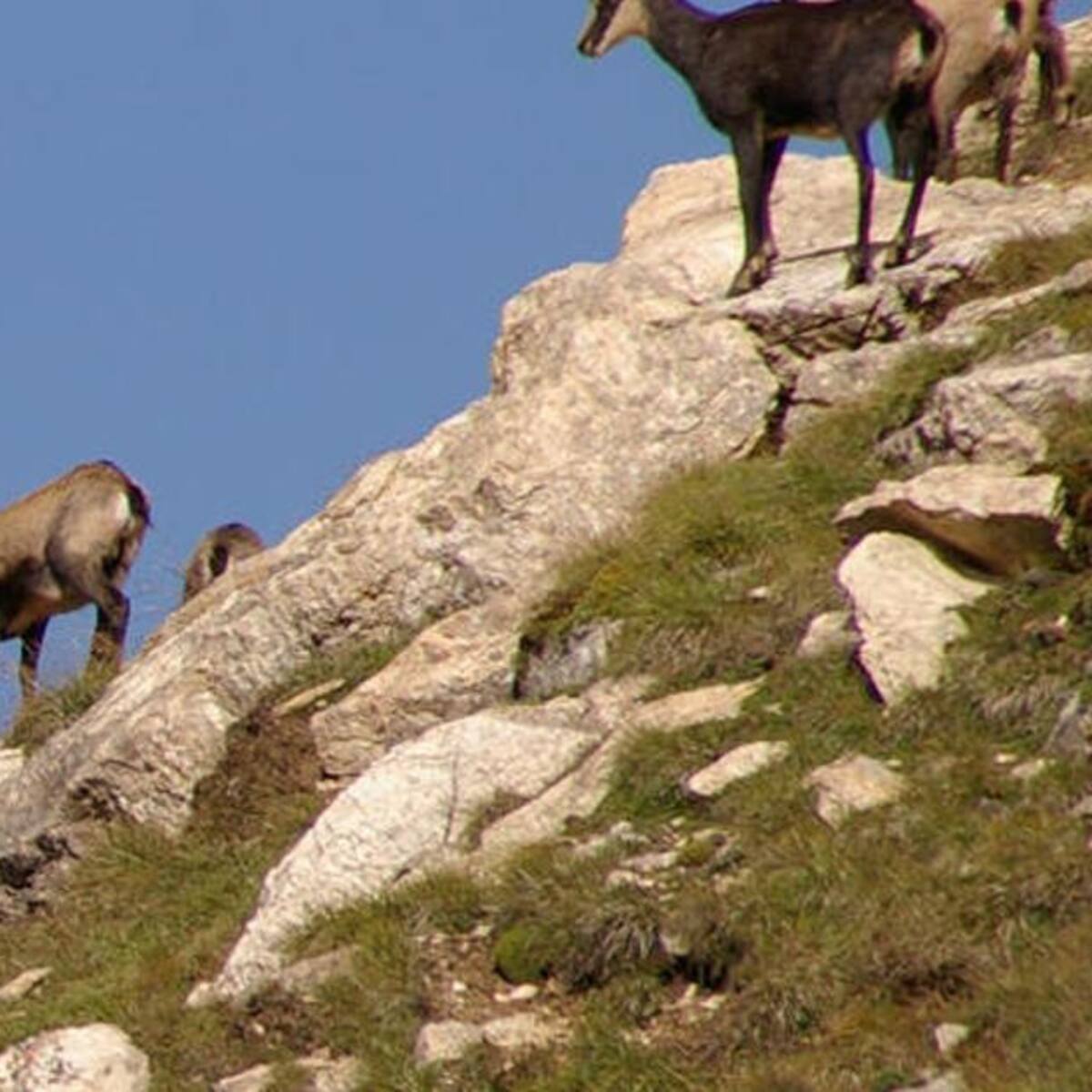 La meitat dels caçadors han obtingut una captura per a la setmana de l'isard