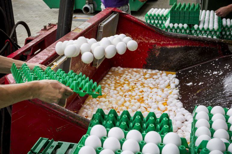 Varios trabajadores desechan los huevos contaminados en una granja avícola de Holanda. 