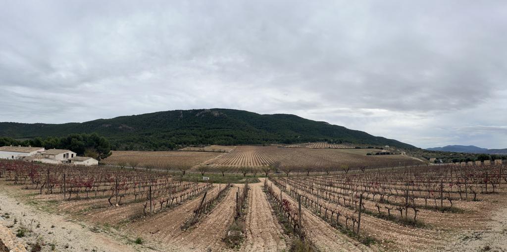 Viñas en el término de Villena