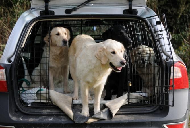 Unos perros tras la seguridad de la reja divisoria