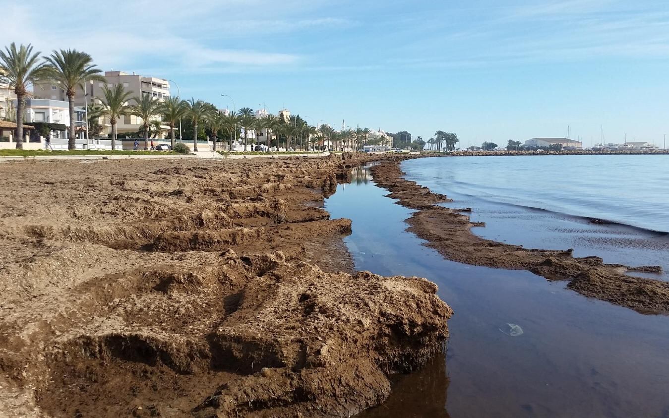 Una de las playas de la Avenida Vicente Bernabéu en Santa Pola llena de posidonia oceánica