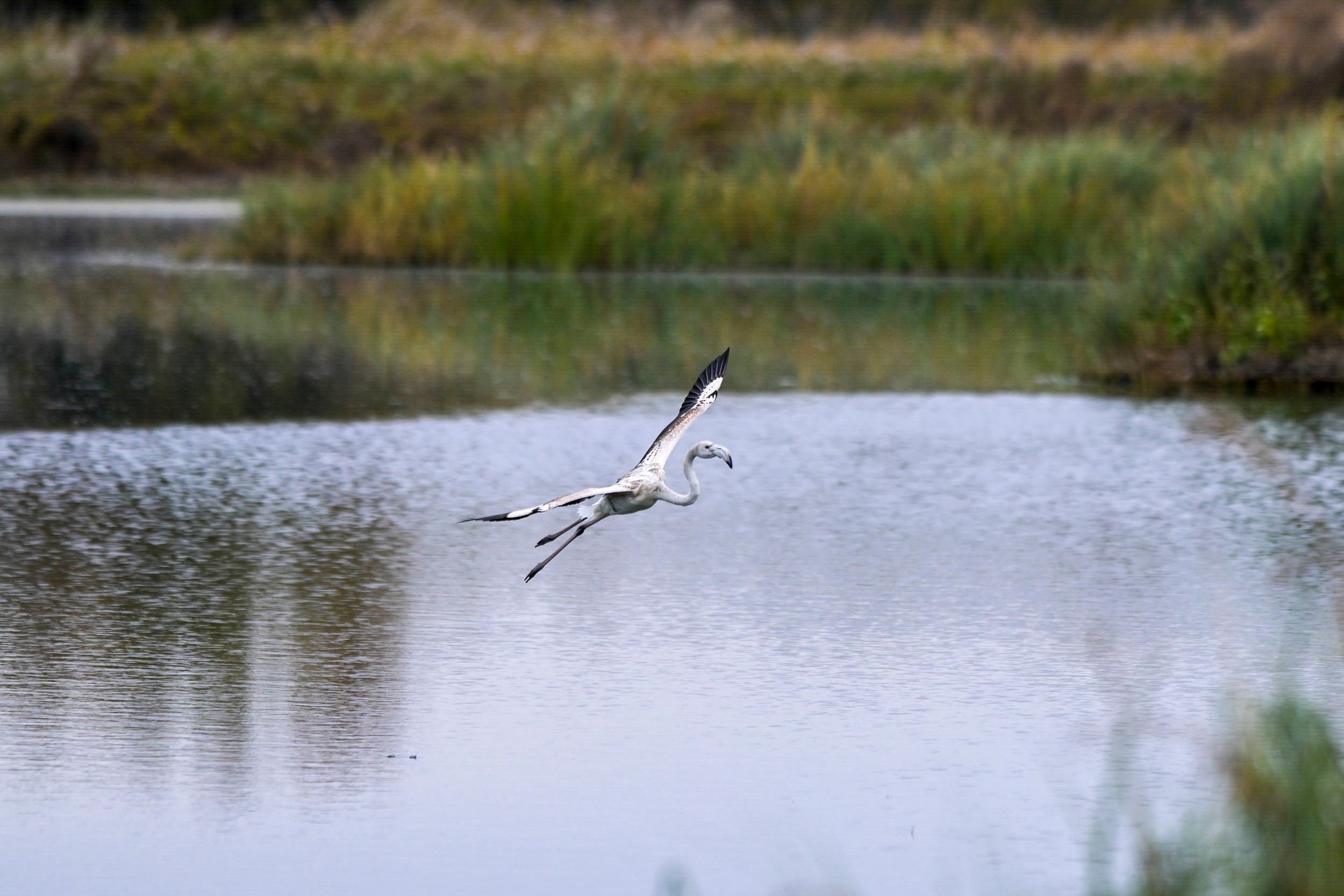 TABLAS DE DAIMIEL (CIUDAD REAL), 07/03/2024.- Ecologistas en Acción, SEO/BirdLife y WWF celebran la creación de la comisión mixta para la elaboración del Marco de Actuaciones Prioritarias para recuperar el Parque Nacional de las Tablas de Daimiel, en la provincia de Ciudad Real, pero han exigido &quot;no repetir errores&quot; de otras iniciativas que no tuvieron consecuencias para garantizar la conservación de este espacio protegido. Estas ONGs han considerado, en un comunicado de prensa hecho público esta mañana, que se está creando el escenario oportuno para de una vez por todas abordar los problemas que han llevado al deterioro más absoluto a este entorno natural. EFE/Jesús Monroy
