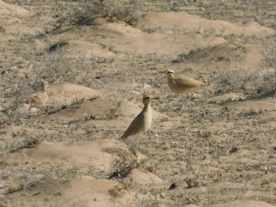 Dos ejemplares de aves esteparias en El Jable de Lanzarote.