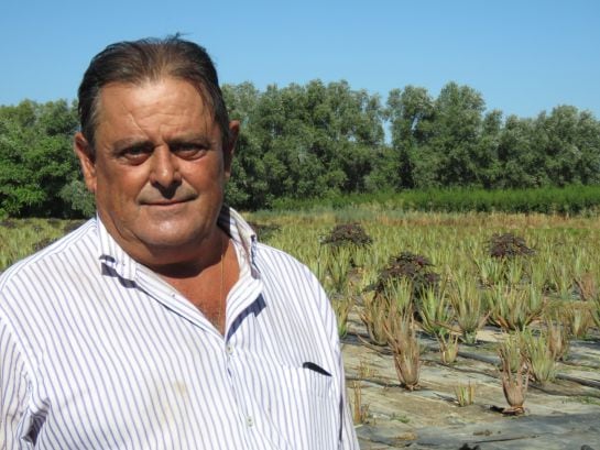 Gumersindo Castillo en su plantación de aloe vera, stevia y humus de lombriz