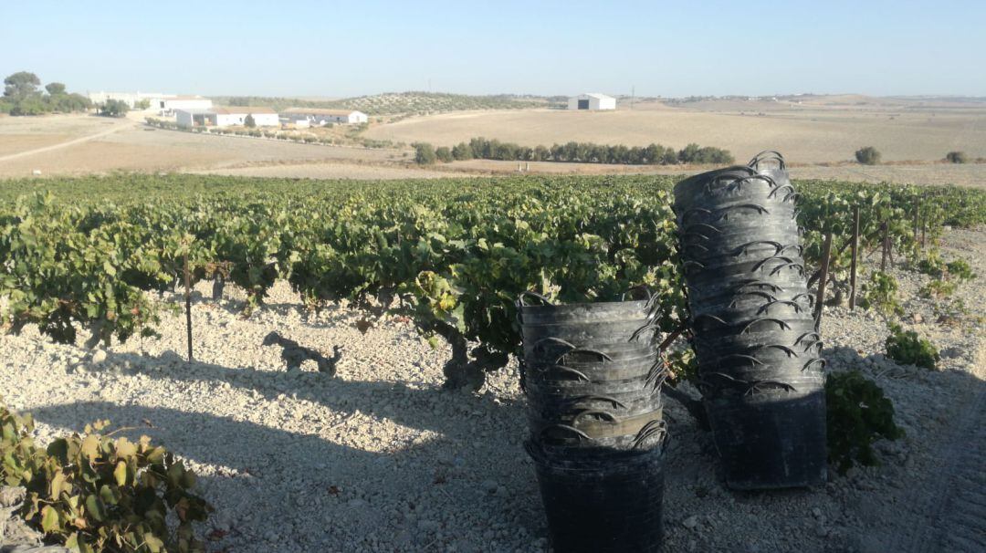 Imagen de una de las viñas del Marco de Jerez