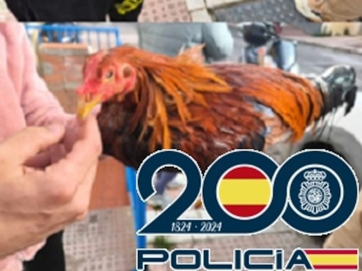 Operación cresta: detienen en Málaga a dos jóvenes por el robo de gallos de pelea