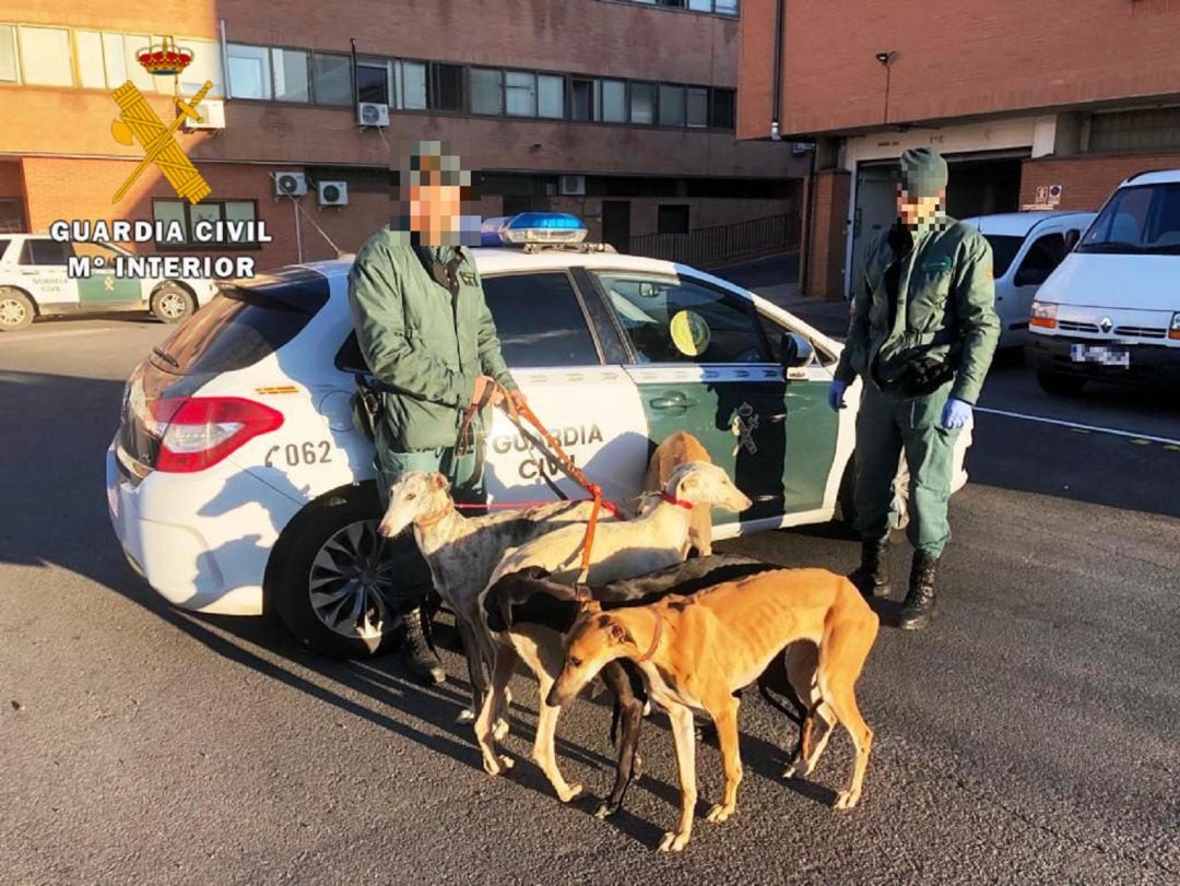 Cinco galgos fueron requisados