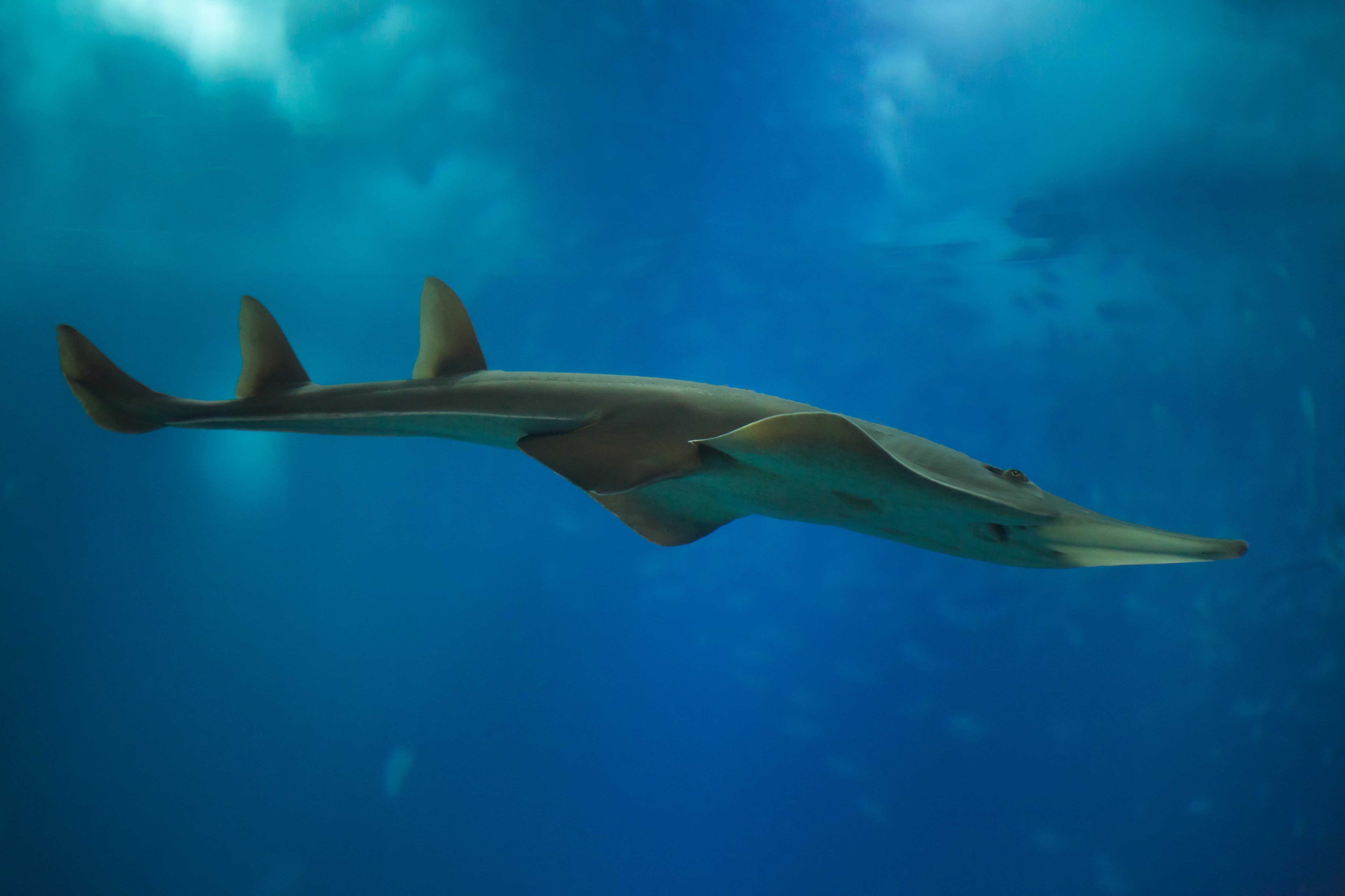 Giant guitarfish (Rhynchobatus djiddensis)